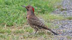 182: 2024-06-02-Northern Flicker 0C3_0039