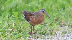 184: 2024-06-02-Virginia Rail 0C3_0190