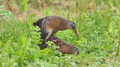 185: 2024-06-02-Virginia Rail 0C3_0370