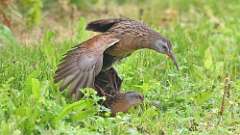 186: 2024-06-02-Virginia Rail 0C3_0384