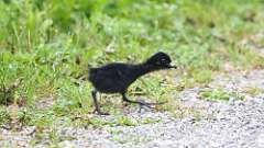 187: 2024-06-02-Virginia Rail baby 0C3_0663