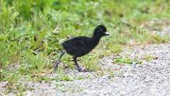 188: 2024-06-02-Virginia Rail baby 0C3_0666