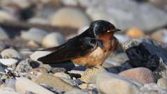 191: 2024-06-06-Barn Swallow 0C3_0234