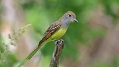 195: 2024-06-08-Great Crested Flycatcher 0C3_0740