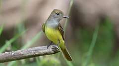 196: 2024-06-08-Great Crested Flycatcher 0C3_0910