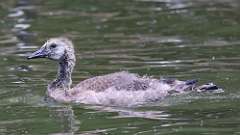 192: 2024-06-08-canada goose 0C3_0043