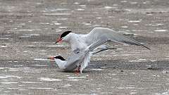 193: 2024-06-08-common tern 0C3_1020