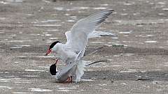 194: 2024-06-08-common tern 0C3_1025