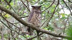 198: 2024-06-08-great horned owl 0C3_1395