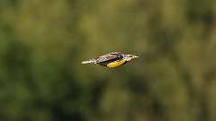 204: 2024-06-12-Eastern meadowlark 0C3_1883