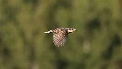 205: 2024-06-12-Eastern meadowlark 0C3_1884