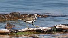 206: 2024-06-16-Spotted Sandpiper 0C3_1412