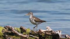 207: 2024-06-16-Spotted Sandpiper 0C3_1421