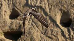 211: 2024-07-01-Bank Swallow 6M2_0685_15