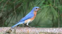 213: 2024-07-03-Eastern Bluebird 0C3_0340