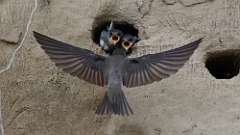 214: 2024-07-06-Bank Swallow babies 6M2_0038_067