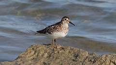 218: 2024-07-13-least sandpiper 0C3_1465