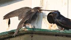 219: 2024-07-13-purple martin with dragonfly 0C3_1603