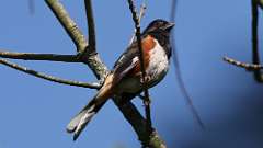 222: 2024-07-18-eastern towhee 0C3_0295