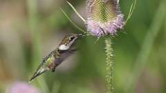 226: 2024-08-04-Ruby-throated Hummingbird 0C3_1124