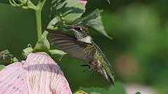 227: 2024-08-04-Ruby-throated Hummingbird 0C3_1154