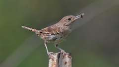 225: 2024-08-04-house wren 0C3_0936