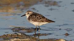 236: 2024-08-15-Semipalmated sandpiper 0C3_0286