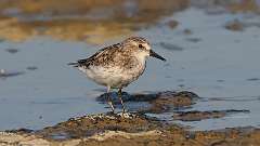 237: 2024-08-15-Semipalmated sandpiper 0C3_0310