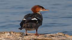 234: 2024-08-15-common merganser 0C3_0382