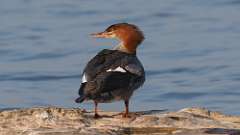 235: 2024-08-15-common merganser 0C3_0400