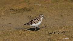 242: 2024-08-30-Least sandpiper 0C3_0455