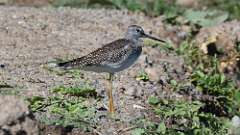 255: 2024-09-08-Greater Yellowlegs 0C3_0019