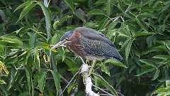 256: 2024-09-08-Green Heron 0C3_0143