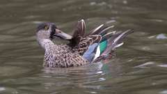 258: 2024-09-08-Northern Shoveler 0C3_0646