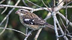 259: 2024-09-10-Rose-breasted Grosbeak 0C3_0097