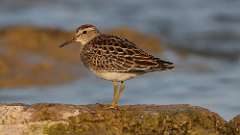 267: 2024-09-14-Pectoral Sandpiper 0C3_0115