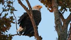 266: 2024-09-14-bald eagle 0C3_0153