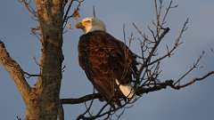 271: 2024-09-15-bald eagle 0C3_0540