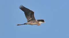 273: 2024-09-16-Blue Heron 0C3_0164