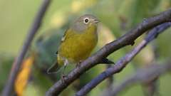 275: 2024-09-16-Nashville Warbler 0C3_0647