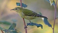 276: 2024-09-16-Tennessee Warbler 0C3_0593