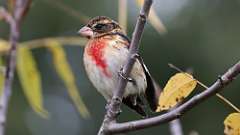 278: 2024-09-27-Rose-breasted Grosbeak 0C3_0223