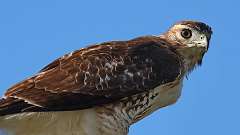 279: 2024-09-30-red tailed hawk 0C3_0004