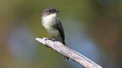 281: 2024-10-05-Eastern Phoebe 0C3_0675