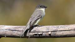 282: 2024-10-05-Eastern Phoebe 0C3_0893