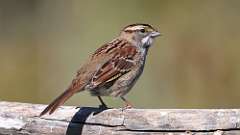 283: 2024-10-05-White-throated Sparrow 0C3_1119