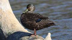 289: 2024-10-26-american black duck 0C3_0536