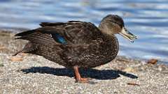 290: 2024-10-26-american black duck 0C3_0571