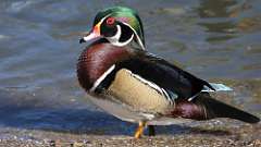 293: 2024-10-26-wood duck 0C3_0349