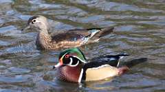 295: 2024-10-26-wood ducks 0C3_0436